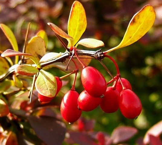 How to dry barberry at home