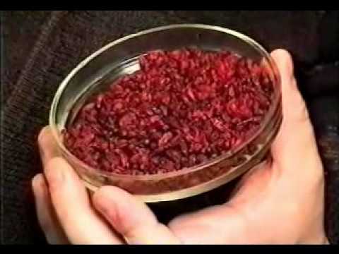 How to dry barberry at home