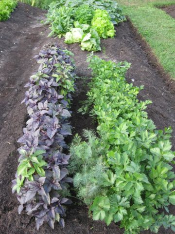 How to dry basil at home