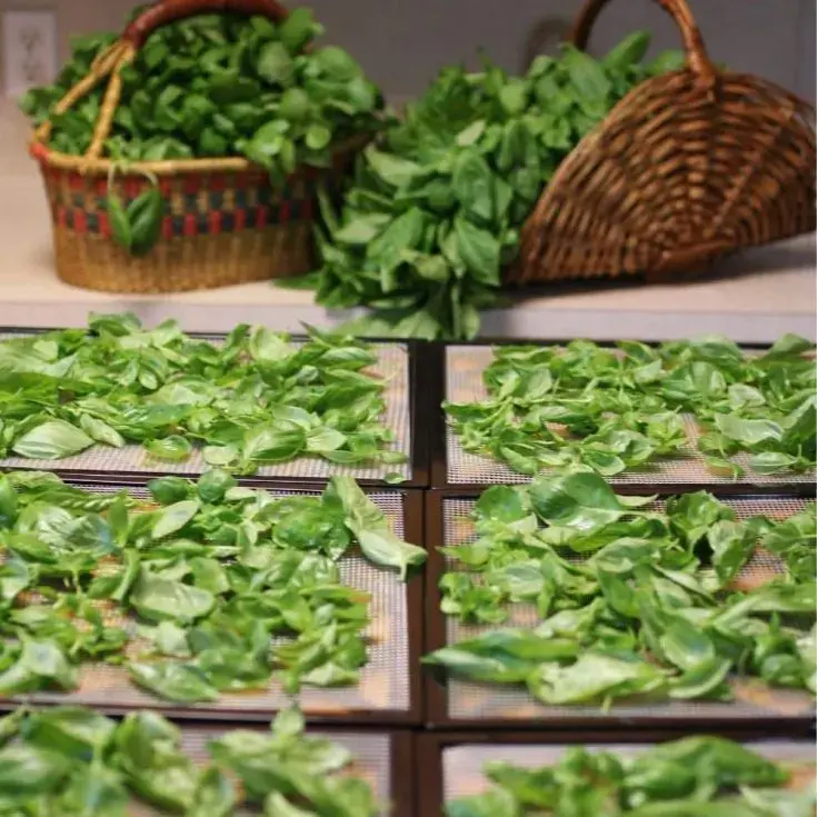 How to dry basil at home