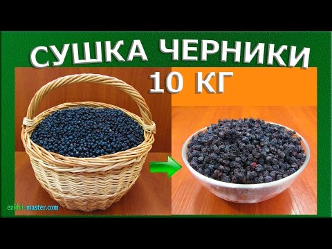 How to dry blueberries