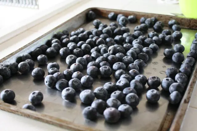 How to dry blueberries