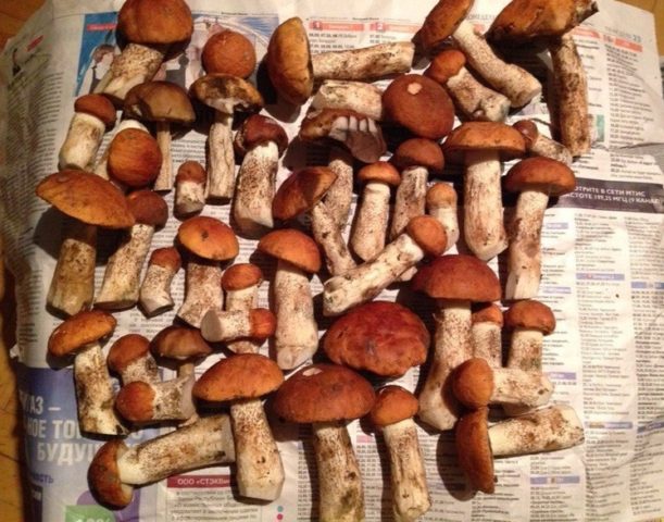 How to dry boletus at home