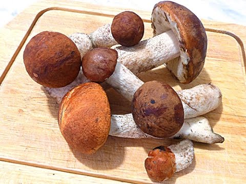 How to dry boletus at home