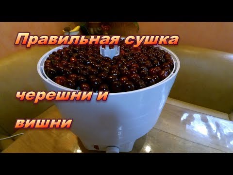 How to dry cherries at home for the winter