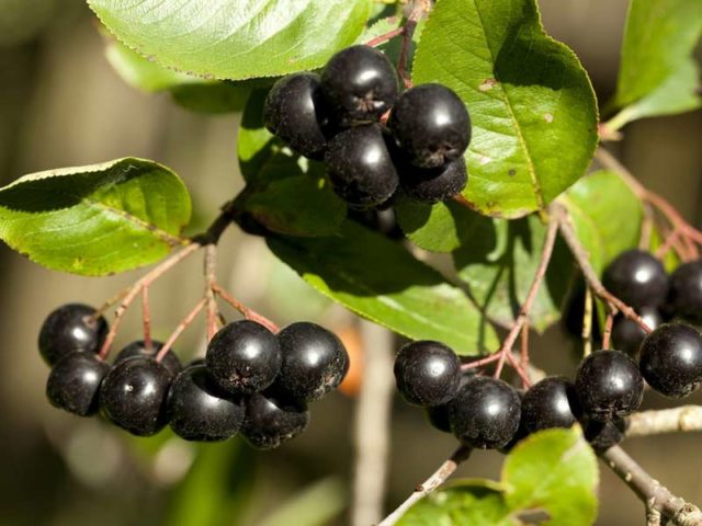 How to dry chokeberry at home