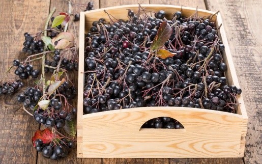 How to dry chokeberry at home