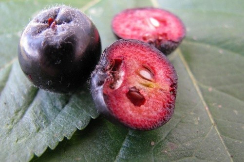 How to dry chokeberry at home