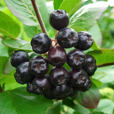 How to dry chokeberry at home