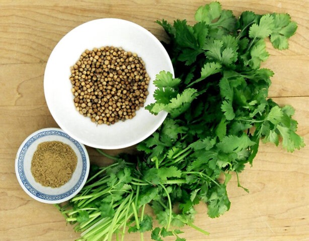 How to dry cilantro at home for the winter