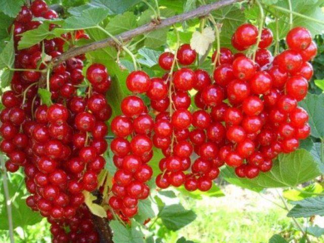 How to dry currant berries at home