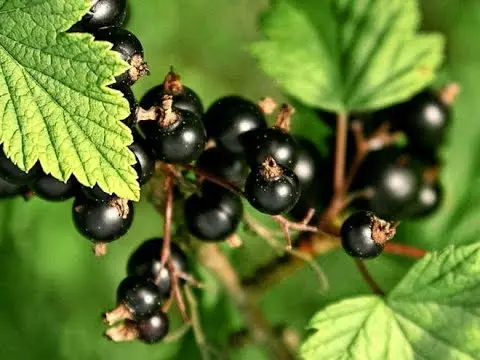 How to dry currant berries at home