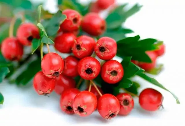 How to dry hawthorn