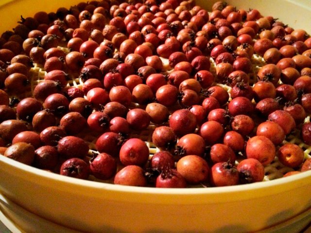 How to dry hawthorn