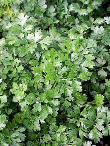 How to dry parsley for the winter at home