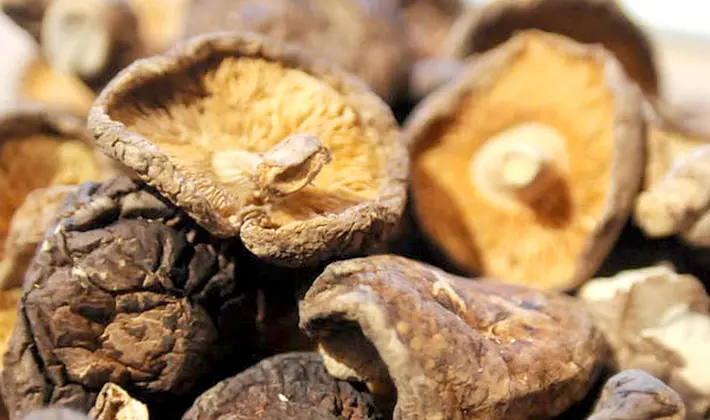 How to dry porcini mushrooms at home