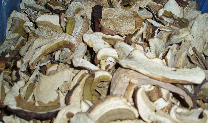 How to dry porcini mushrooms at home