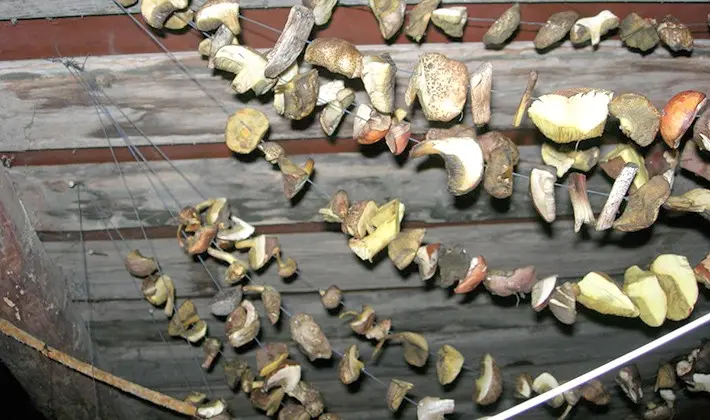 How to dry porcini mushrooms at home