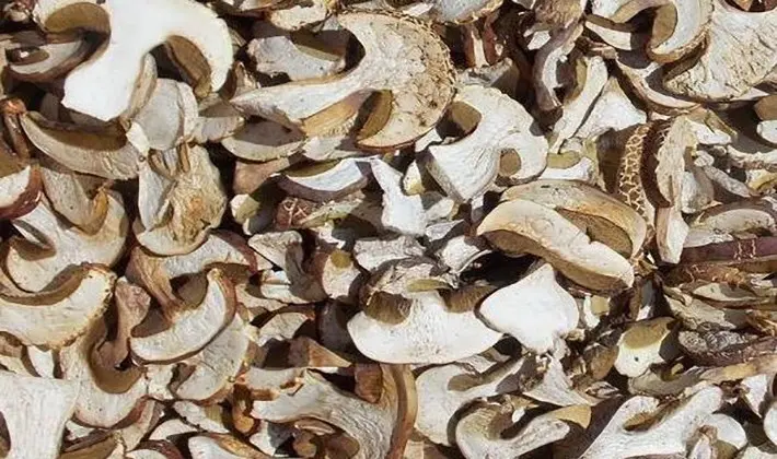 How to dry porcini mushrooms at home