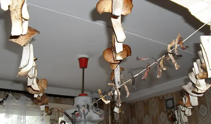 How to dry porcini mushrooms at home