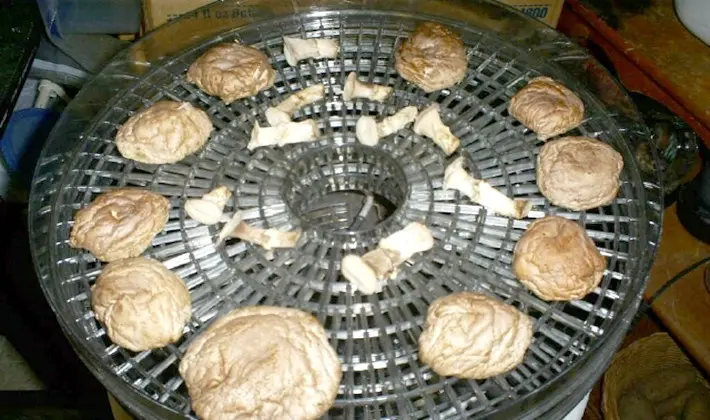 How to dry porcini mushrooms at home