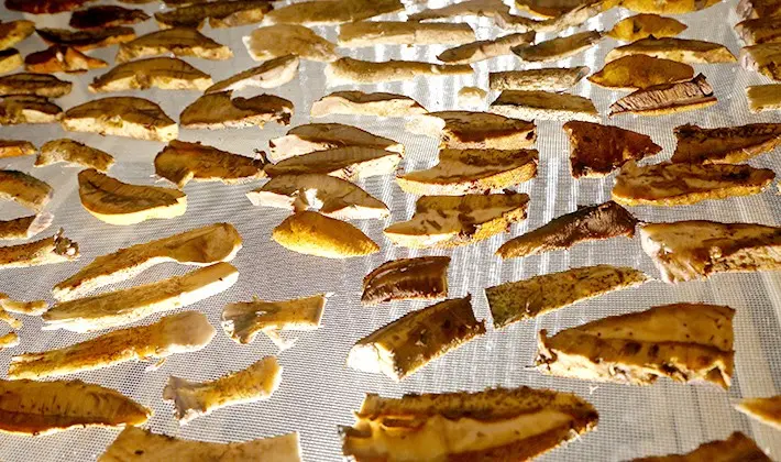 How to dry porcini mushrooms at home