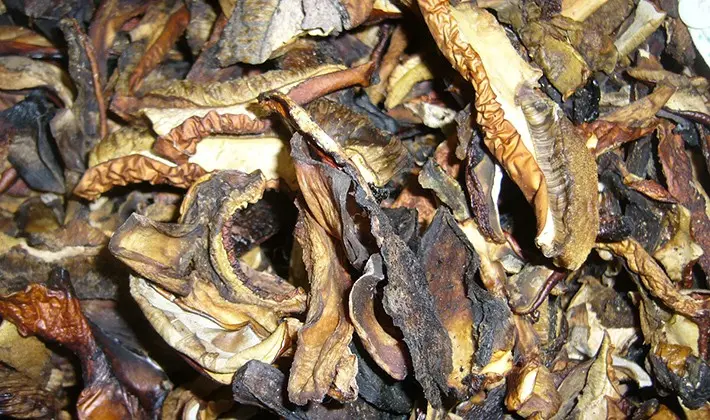 How to dry porcini mushrooms at home
