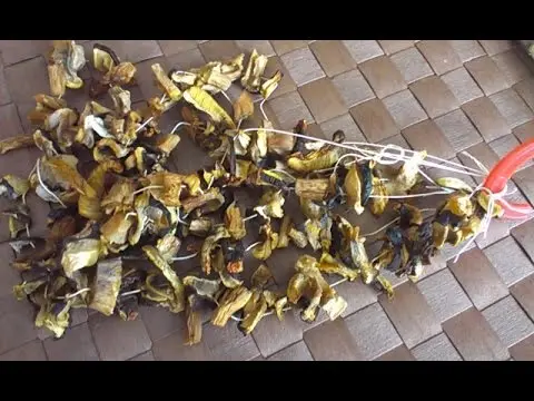 How to dry porcini mushrooms at home