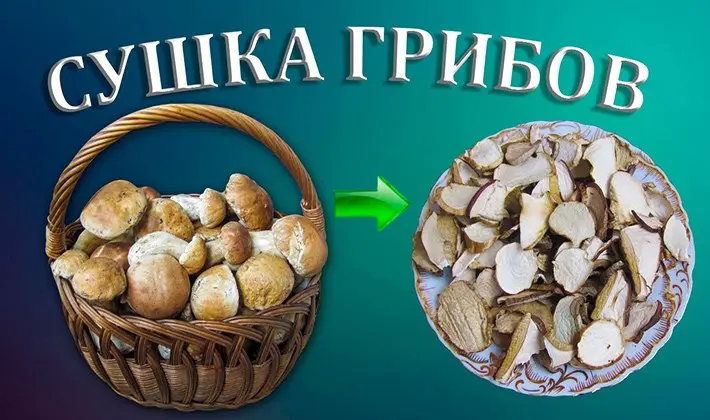 How to dry porcini mushrooms at home