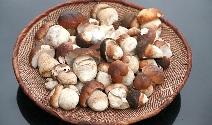 How to dry porcini mushrooms at home