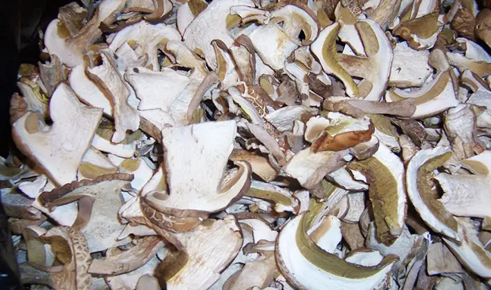 How to dry porcini mushrooms at home
