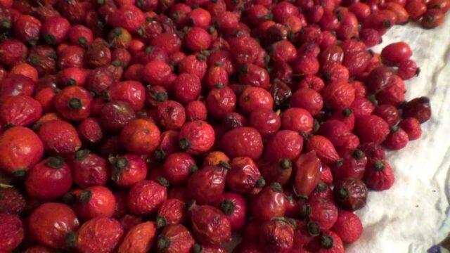 How to dry rose hips at home