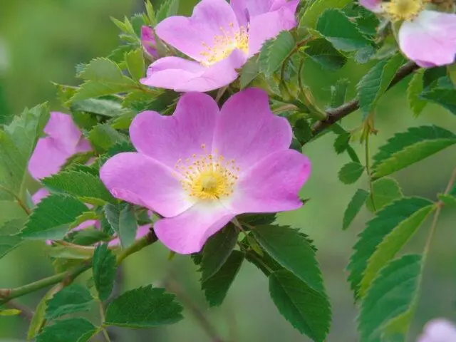 How to dry rose hips at home