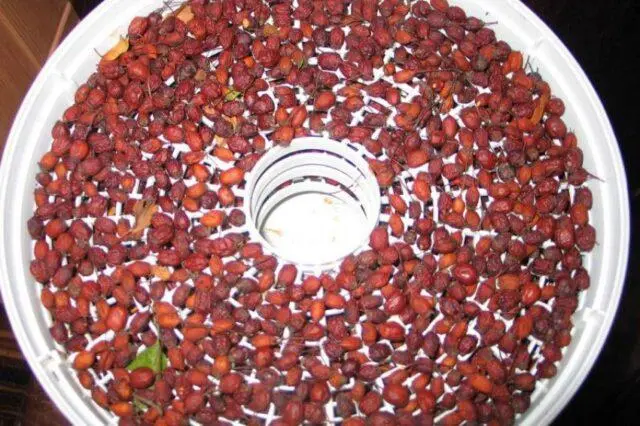 How to dry rose hips at home