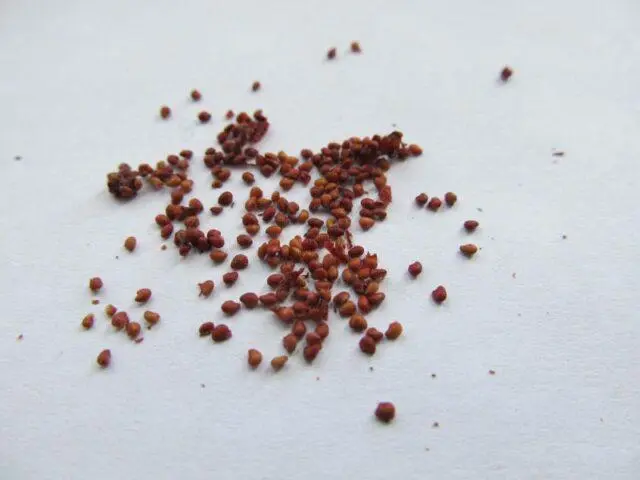 How to dry, wither strawberries at home