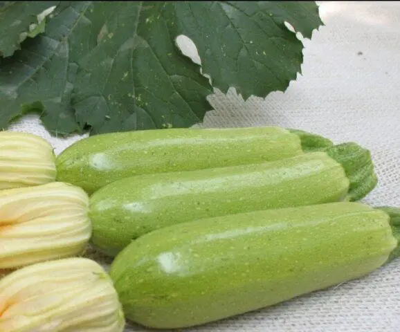 How to dry zucchini for the winter at home: in an electric dryer, on the street, in the sun