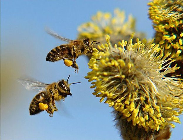 How to eat bee pollen