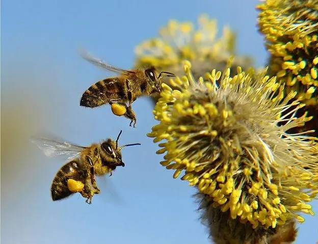 How to eat bee pollen