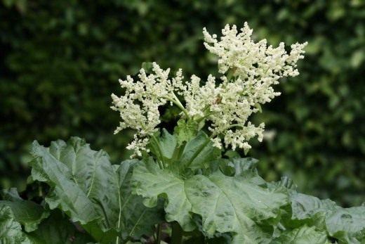 How to eat rhubarb: leaves and stalks