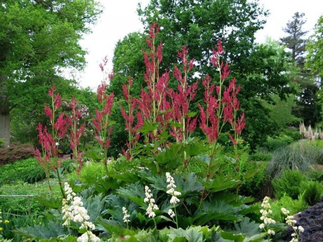 How to eat rhubarb: leaves and stalks