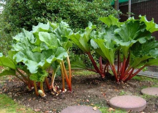 How to eat rhubarb: leaves and stalks