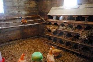 How to equip a chicken coop 