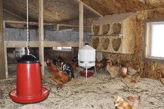 How to equip a chicken coop 