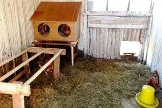 How to equip a chicken coop 