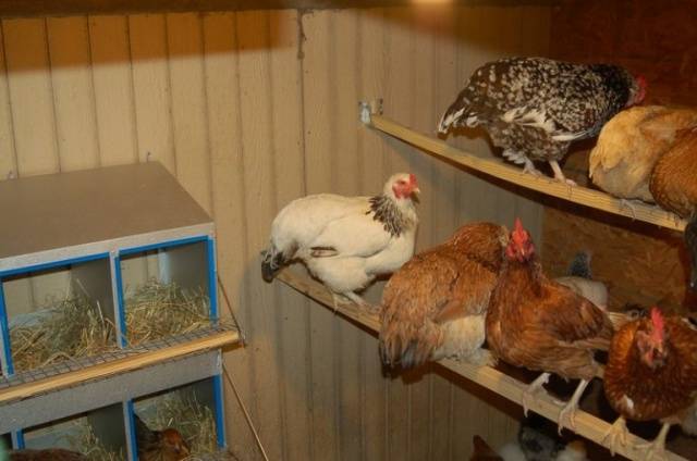 How to equip a chicken coop 