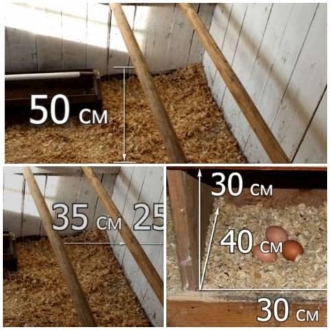 How to equip a chicken coop 