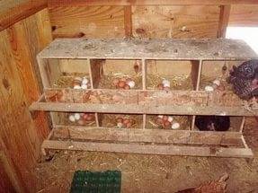 How to equip a chicken coop 