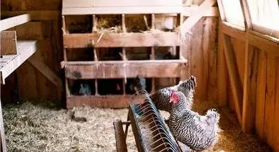 How to equip a chicken coop 