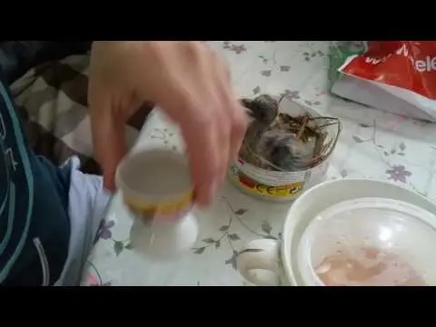 How to feed a baby pigeon