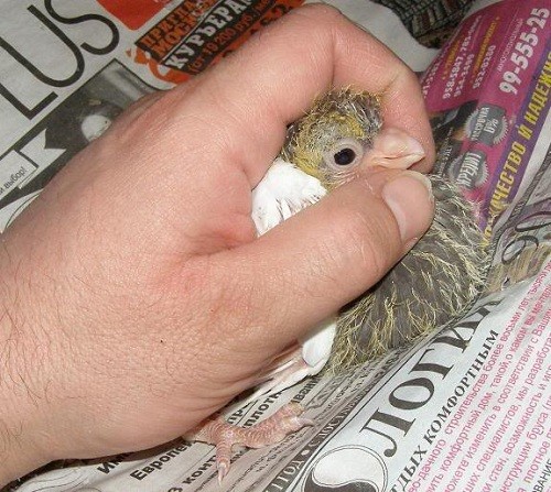 How to feed a baby pigeon